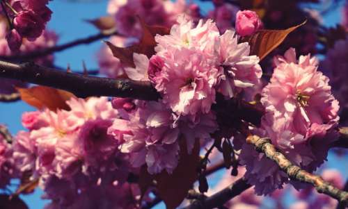 flowers cherry blossom tree trees nature