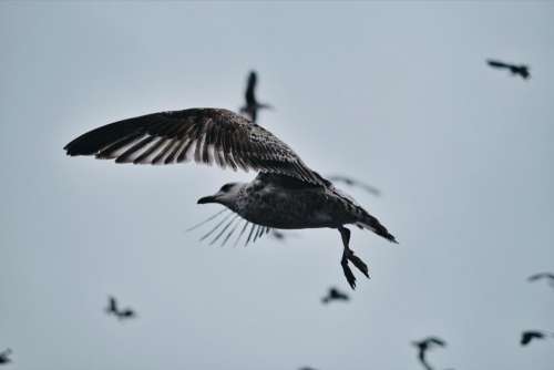 bird beak feather animal fly