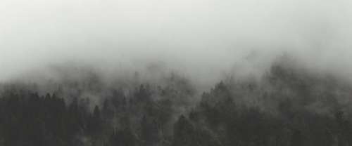 fog trees landscape nature forest