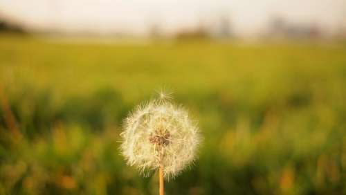 dandelion flower blurry