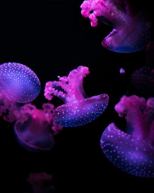 nature dark underwater purple violet