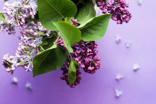 purple flower bloom blossom green