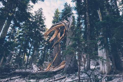 forest trees woods broken tree branches