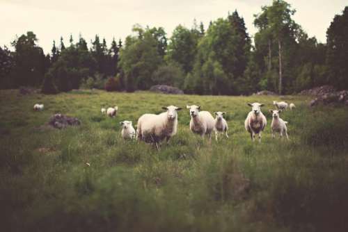 farm animals sheep lamb green
