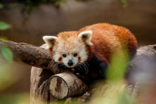 red panda animal wildlife tree