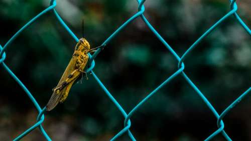 animals insects grasshopper fence wire