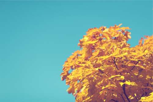 blue sky tree autumn yellow