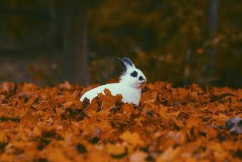 leaves fall autumn blur rabbit