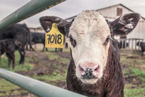 cow animals farm barn field