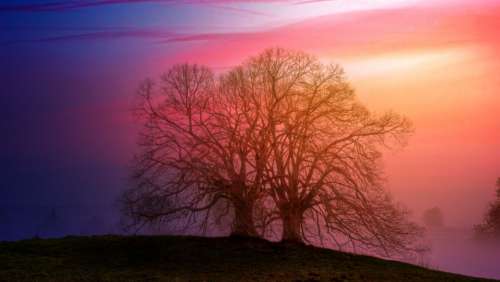 tree sunset light fog foggy