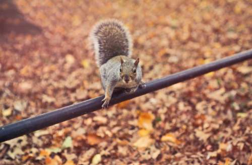 squirrel startled pole animal leaves