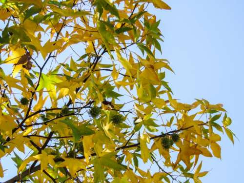 tree branches leaves yellow green