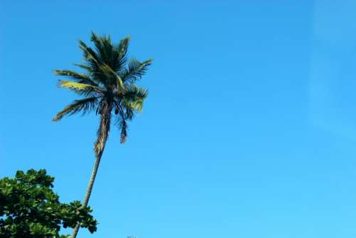 blue sky sunshine summer palm trees