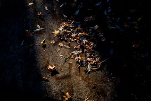 road fall leaves dry sunlight