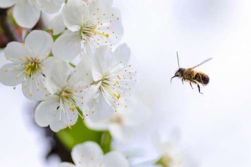 nature macro animals bee pollen