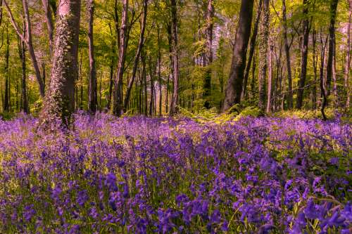 spring bluebells forest nature outdoors
