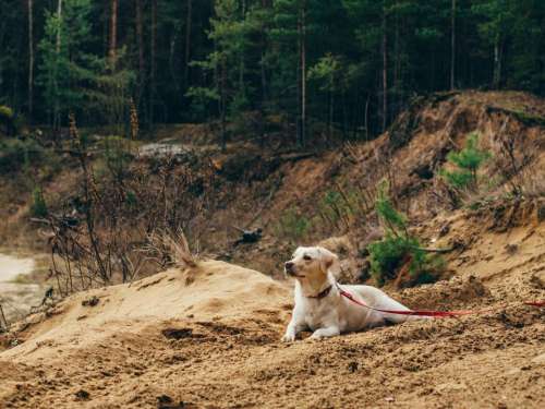 dog pet leash animals forest