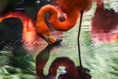 animals birds flamingo beak beautiful