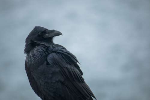 raven bird close up animal wildlife
