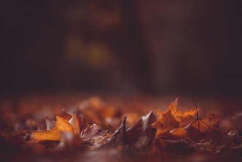 leaves fall autumn blur