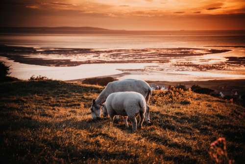 sheep grazing sunset field farm