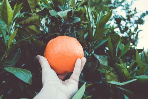 orange tree fruit food pick