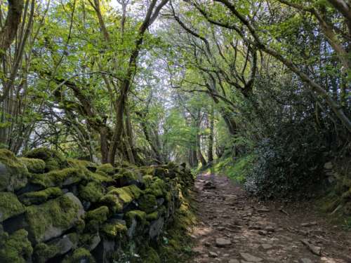 Wales wall moss path forest