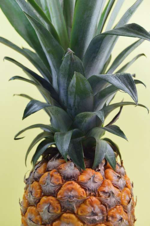 pineapple dessert appetizer fruit juice