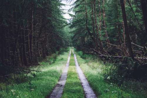 nature outdoor green grass forest