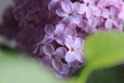 flower blossom bloom lavender stem