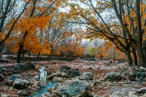 autumn scenery river forest wood