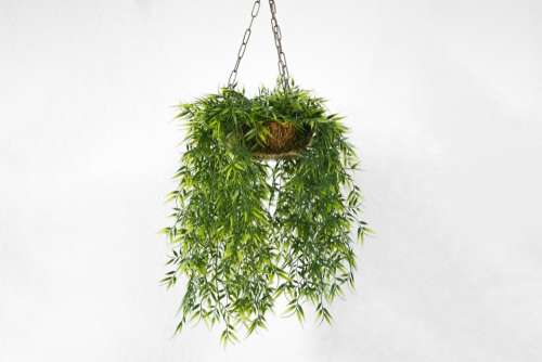 wall plant orchids hanging plants