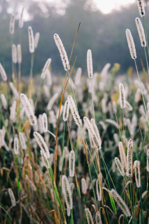 green grass outdoor blur bokeh