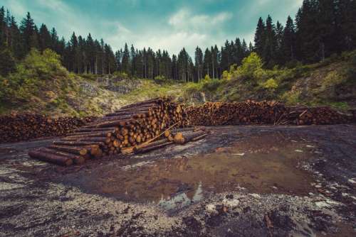 wood logs lumber water trees