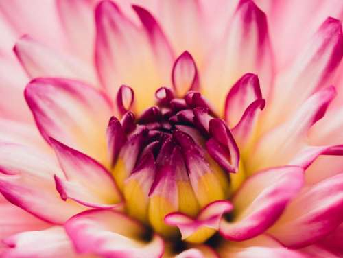 pink white flower nature