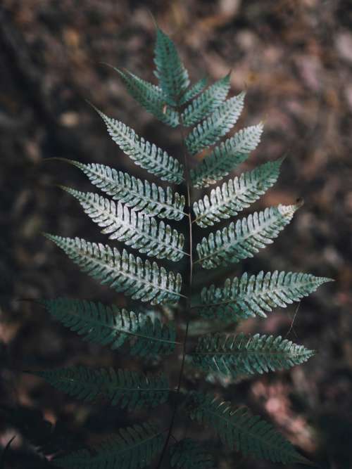 green leaf fern plant nature