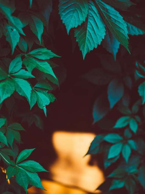 green leaves plants nature