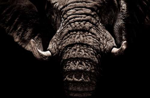 elephant tusks wrinkles trunk close up