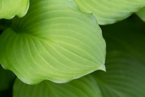 macro plant leaf spring natural