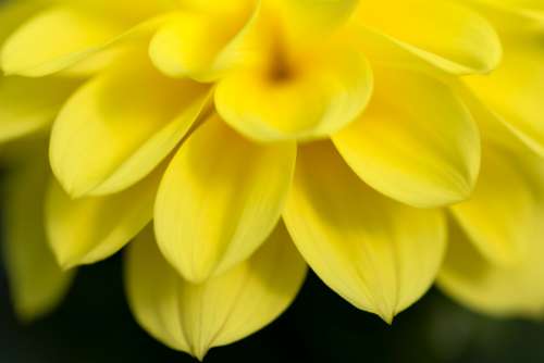 macro yellow flower petals nature