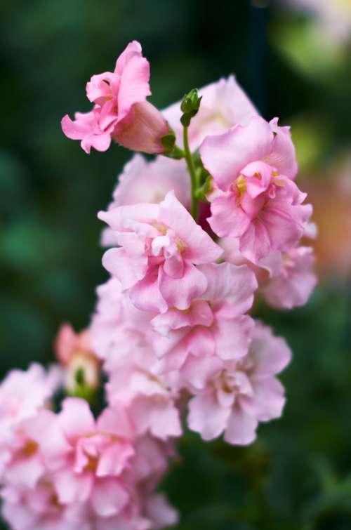 pink flowers macro garden soft
