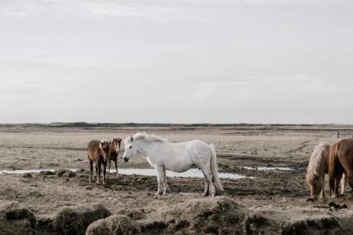horse animal herd field farm