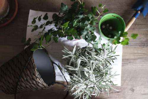 green plants flower pot basket