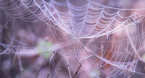 white spider web outdoor grass