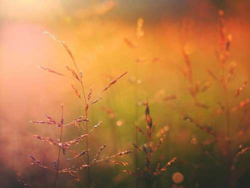 nature grass wheat field autumn