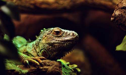 lizard iguana reptile tree wood