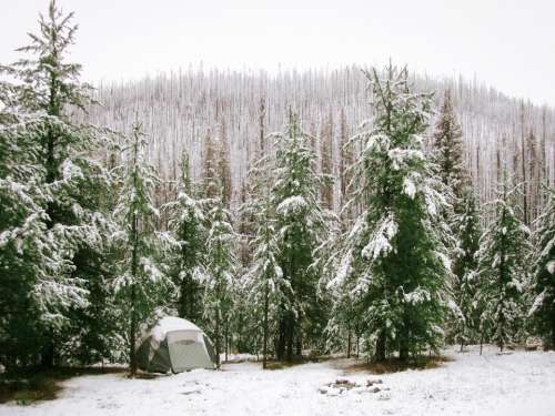 nature landscape forests trees snow