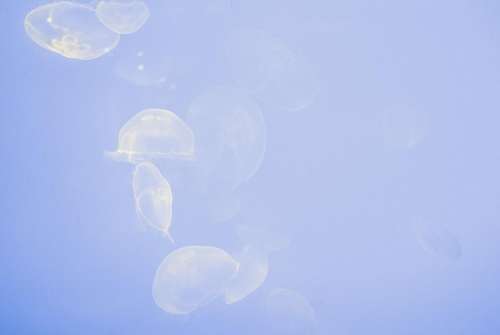 blue water jellyfish aquatic animal