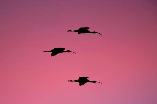 sunset sky bird flying animal