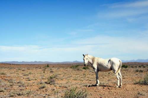 white horse animal sunny day